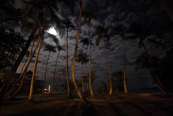 Moon through palms at Cinnamon Bay