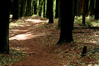 Historic paths and woods roads