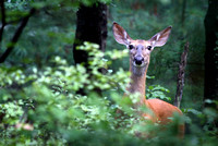 White-tail deer in the Landlocked Forest