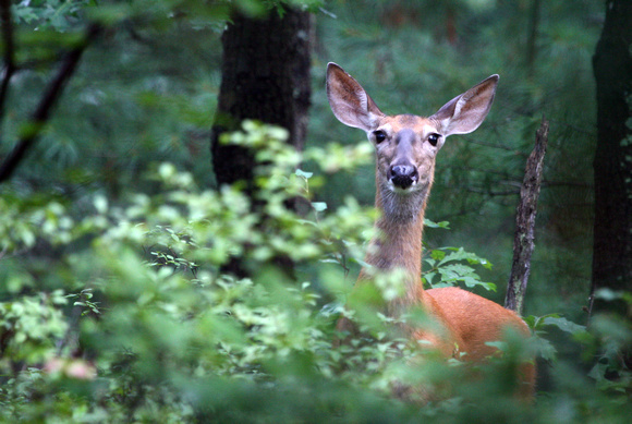 White-tail deer in the Landlocked Forest