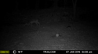 Backyard Wildlife Game Camera Vids