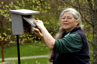 Nan checking bluebird boxes at the Arboretum