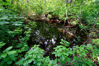 Vernal pool, required habitat for many rare species: fairy shrimp, mole salamanders and wood frogs