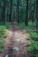 About 12 miles of trails allow vistors a chance to explore the forest's beauty