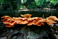 Many colorful fungi  perform essential roles in all ecosystems decomposing organic matter