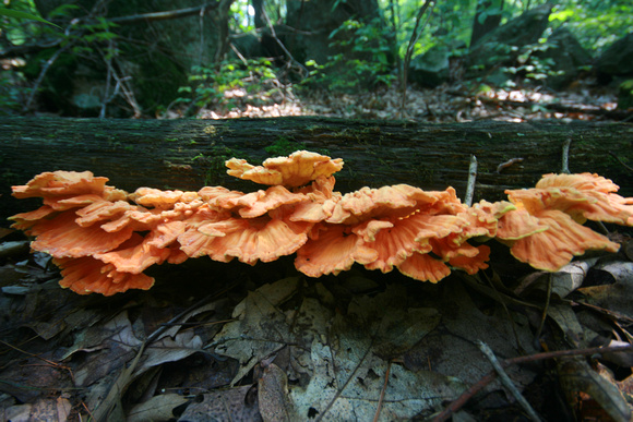 Many colorful fungi  perform essential roles in all ecosystems decomposing organic matter